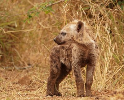 Gevlekte Hiëna / Spotted Hyena
