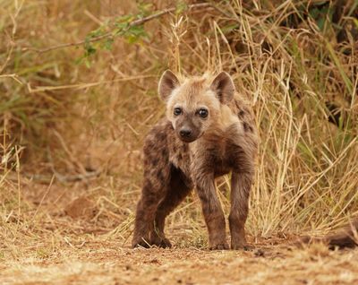 Gevlekte Hiëna / Spotted Hyena