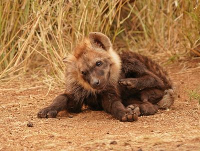 Gevlekte Hiëna / Spotted Hyena