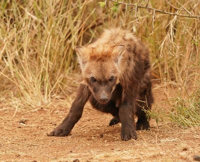 Gevlekte Hiëna / Spotted Hyena