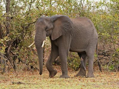 Afrika Olifant / African Elephant