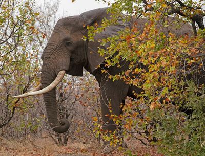 Afrika Olifant / African Elephant