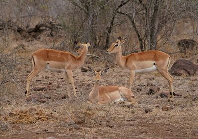 Rooibok / Impala