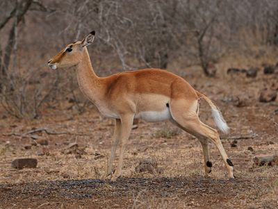 Rooibok / Impala
