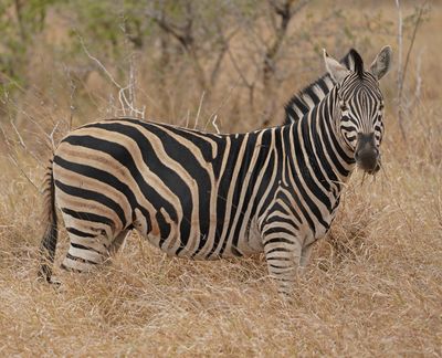 Sebra / Common Zebra