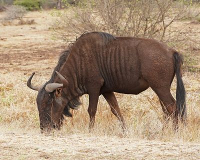 Blouwildebees / Blue Wildebeest