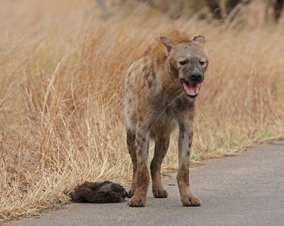 Gevlekte Hiëna / Spotted Hyena