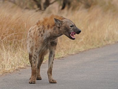 Gevlekte Hiëna / Spotted Hyena