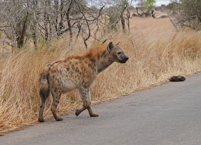 Gevlekte Hiëna / Spotted Hyena