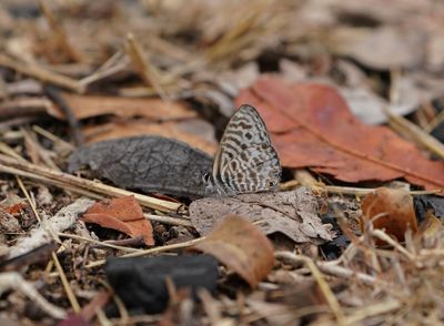 Sebrabloutjie / Common Zebra Blue