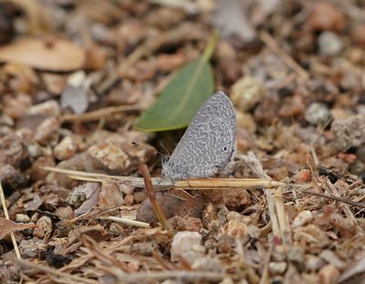 Donker Bloutjie / Dusky Lineblue