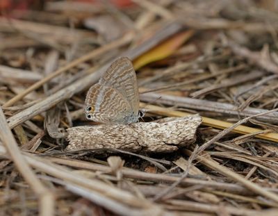 Ertjiebloutjie / Long-tailed Blue