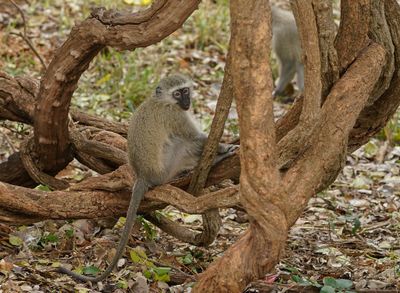 Blouaap / Vervet Monkey