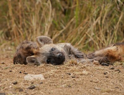 Gevlekte Hiëna / Spotted Hyena