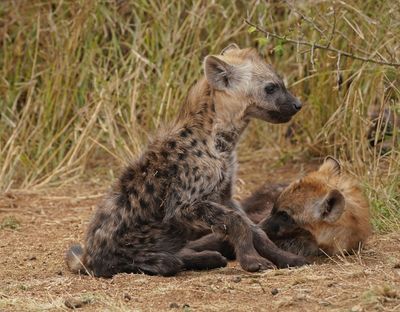 Gevlekte Hiëna / Spotted Hyena