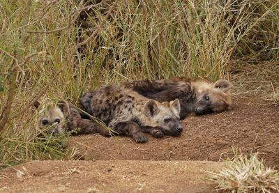 Gevlekte Hiëna / Spotted Hyena