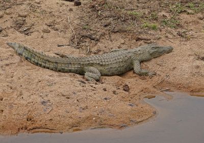Krokodil / Nile Crocodile