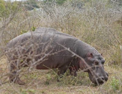 Seekoei / Hippo