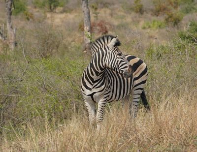 Sebra / Common Zebra
