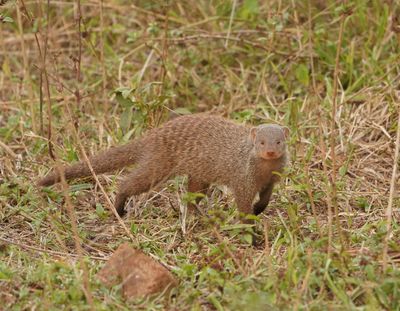 Gebande Muishond / Banded Mongoose