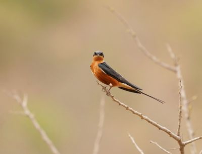 Rooiborsswael / Red-breasted Swallow