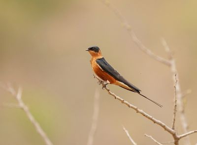 Rooiborsswael / Red-breasted Swallow