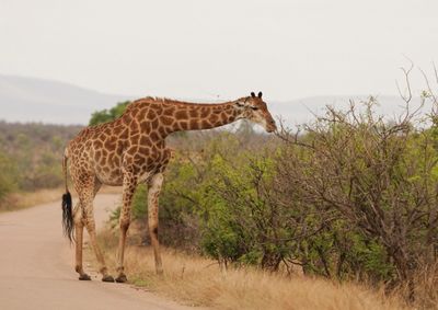 Kameelperd / Giraffe