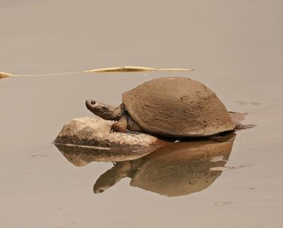 Skulprandskarnierwaterskilpad / Serrated Hinged Terrapin