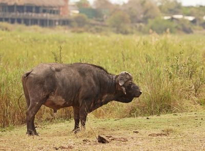 Buffel / African Buffalo
