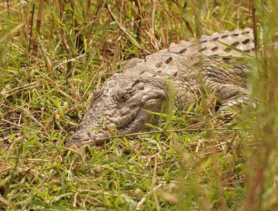 Krokodil / Nile Crocodile
