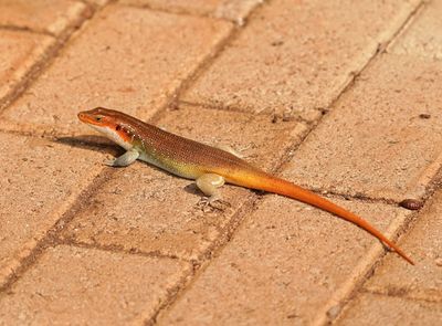 Bloustert-koppieskink / Rainbow Skink
