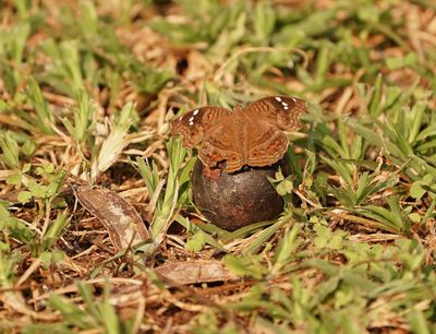 Bruin Blaarvlerk / Brown Pansy