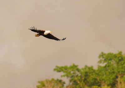 Visarend / African Fish Eagle