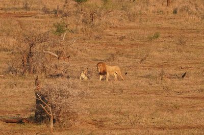 Leeu / Lion