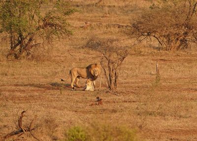 Leeu / Lion