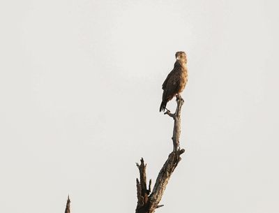 Bruinslangarend / Brown Snake Eagle