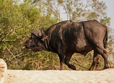 Buffel / African Buffalo