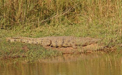 Krokodil / Nile Crocodile
