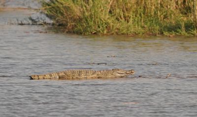 Krokodil / Nile Crocodile