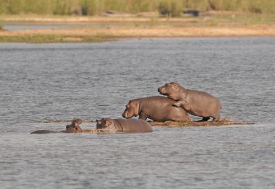 Seekoei / Hippo
