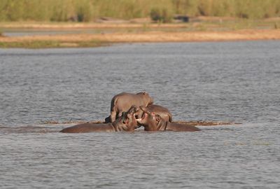 Seekoei / Hippo