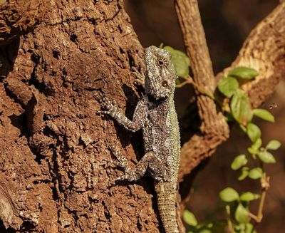 Bloukopkoggelmander / Southern Tree Agama