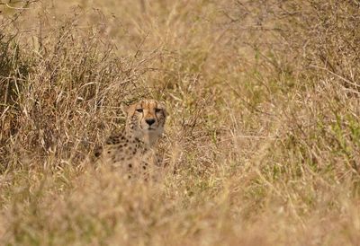 Jagluiperd / Cheetah
