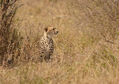 Jagluiperd / Cheetah