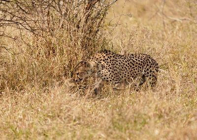 Jagluiperd / Cheetah