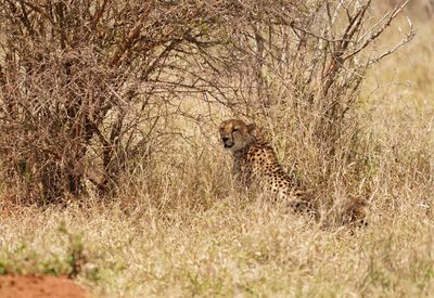 Jagluiperd / Cheetah