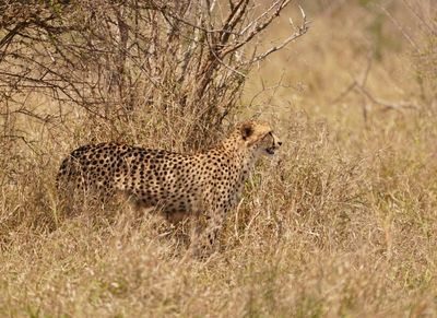 Jagluiperd / Cheetah