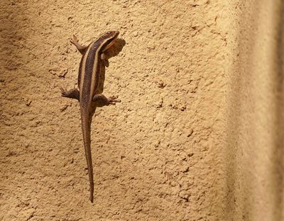 Veranderlike Gladde Akkedis / Variable Skink