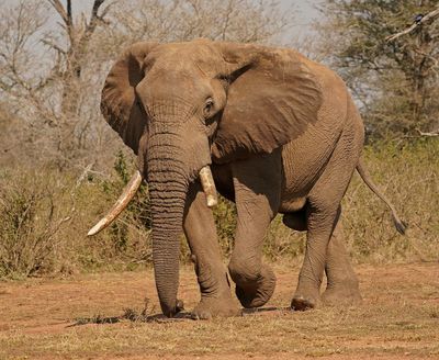 Afrika Olifant / African Elephant