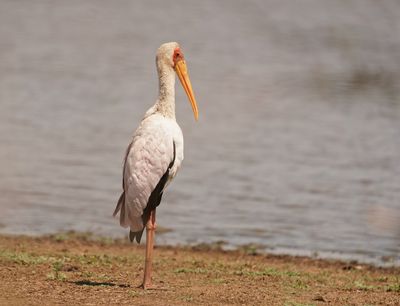 Nimmersat / Yellow-billed Stork